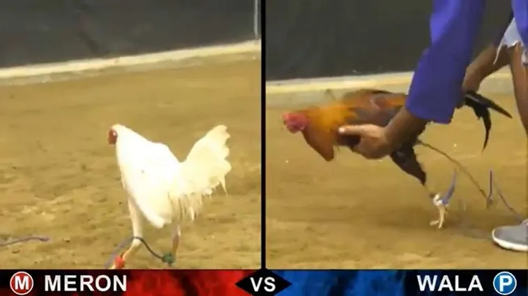 Đá Gà WinVN Hấp Dẫn Đỉnh Cao Thách Thức Mọi Đam Mê Giải Trí